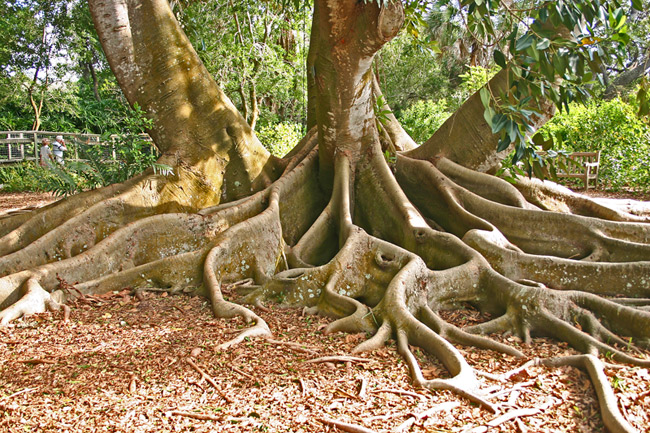 tree_roots